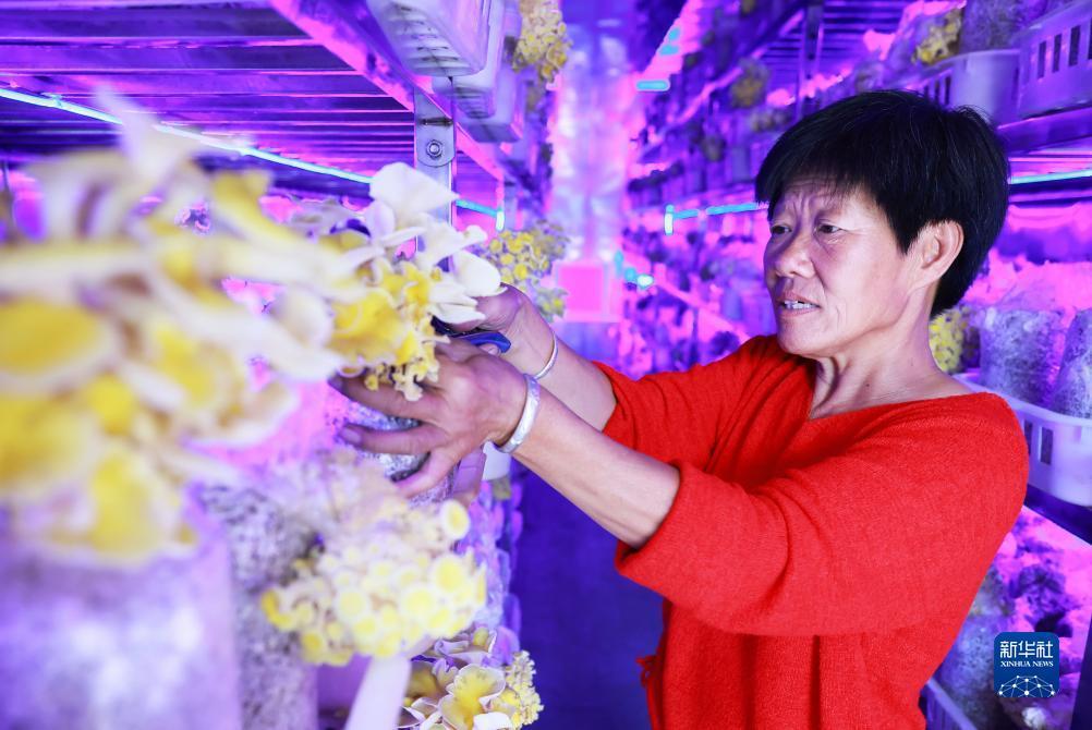 炸三张金花游戏下载不充钱